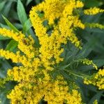Solidago rugosa Flor