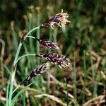 Carex atrofusca Fruit