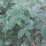 Osmanthus × burkwoodii Листок