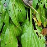 Hosta lancifolia ᱥᱟᱠᱟᱢ