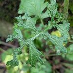 Senecio sylvaticus Lehti