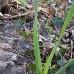 Narcissus bicolor Leaf