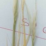 Stipa barbata List