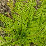 Dryopteris oreades पत्ता