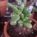 Sedum hernandezii Foglia