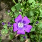 Campanula poscharskyanaBlomst