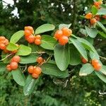 Lonicera tatarica Fruit