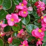 Begonia cucullata 整株植物