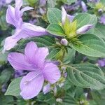 Barleria cristataBloem