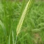 Hordeum vulgareFlor