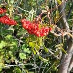 Sorbus aucupariaGyümölcs