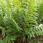 Dryopteris oreades 葉