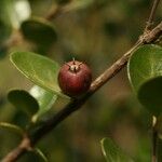 Fernelia buxifolia Fruit