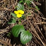 Viola purpurea Habit