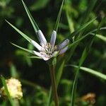 Geropogon hybridus Çiçek