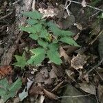 Panax quinquefolius Blad