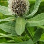 Centaurea nervosa Leaf