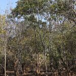 Albizia adianthifolia Dalc'h