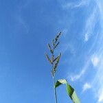 Echinochloa crus-galli Leaf