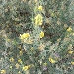 Medicago falcataКветка