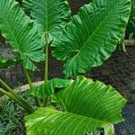 Alocasia macrorrhizos برگ