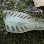 Asplenium sagittatum Blad