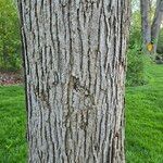 Quercus macrocarpa Bark