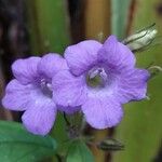 Mimulopsis glandulosa Flor