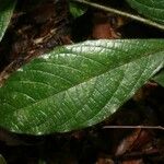 Cordia nodosa Blatt