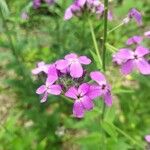 Hesperis matronalisKvět