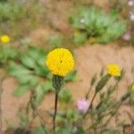 Chaenactis glabriuscula Flower