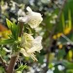 Lonicera fragrantissima Flower