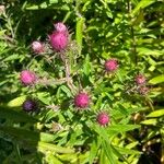 Symphyotrichum novae-angliae Leaf