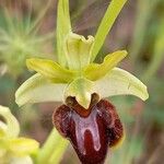 Ophrys sphegodes Bloem
