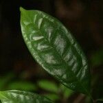 Eugenia coffeifolia Foglia
