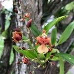 Dendrobium virotii Fiore