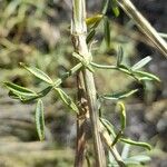 Adesmia obovata Leaf