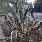 Agave americanaपत्ता