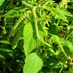 Amaranthus caudatus Blatt