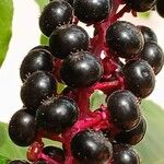 Phytolacca americana Frucht