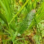 Rumex thyrsoides Liść