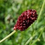 Sanguisorba officinalisFlor