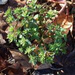 Euphorbia helioscopia Tervik taim