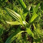 Plantago lanceolata Leaf