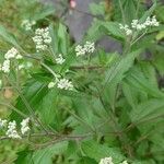 Eupatorium serotinum برگ