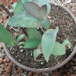 Tradescantia brevifolia Leaf