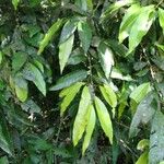 Erythroxylum macrophyllum Други