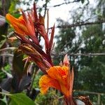 Canna × hybrida Květ