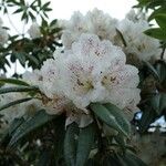 Rhododendron irroratum Цвят