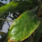 Digitalis canariensis Leaf